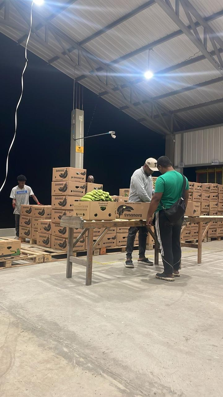Equipo inspeccionando plátano para exportación